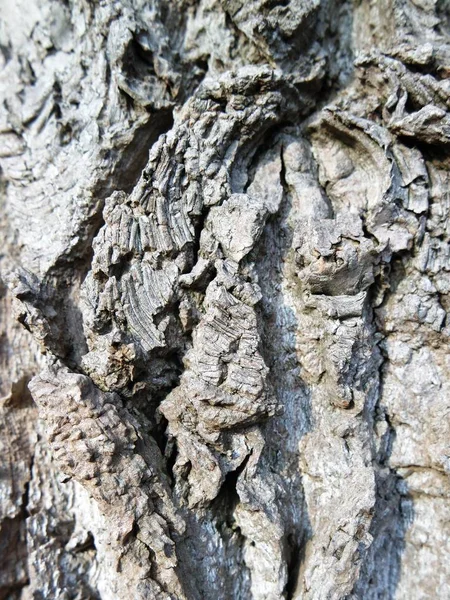 Trädbark Naturvirke Texturerat — Stockfoto