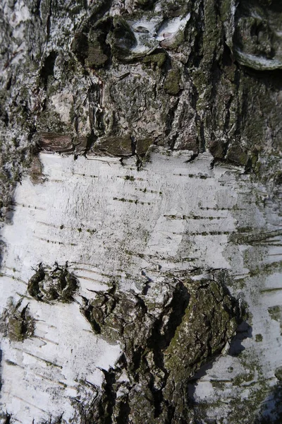 Tree Bark Nature Timber Textured — Stock Photo, Image