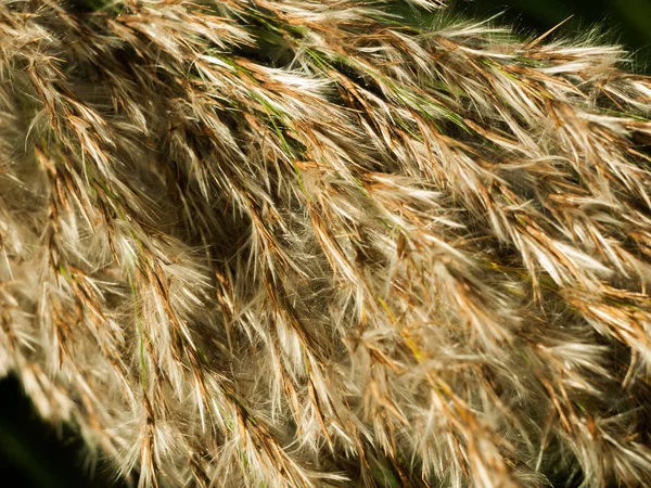 Vacker Närbild Vass Gräs Textur Toppar — Stockfoto