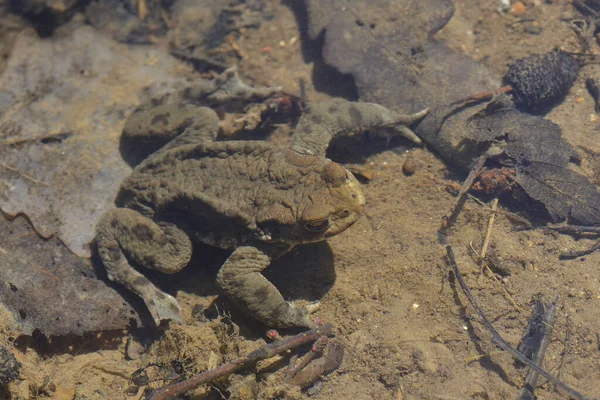 Reptil Sapo Animal Anfibio Rana — Foto de Stock