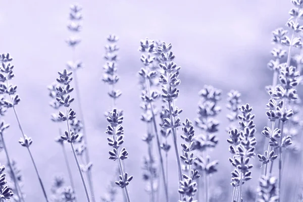 Fleurs Violettes Aromatiques Lavande Violette — Photo