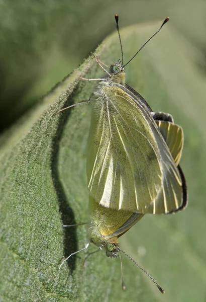 Apareamiento Poco Col Blanco Pieris Rapae —  Fotos de Stock