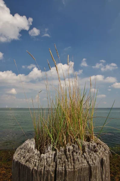 Groyne Mit Seegras Norddeich Von Noord Beveland Blick Auf Osterschelde — Stockfoto