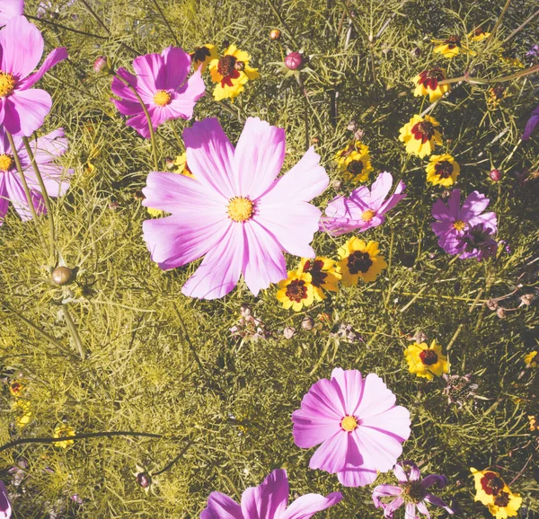 Arrangement Gros Plan Violet Cosméa Vert Jaune Fleurs Cosmos Fleurs — Photo