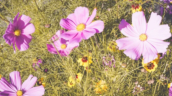 Arrangement Gros Plan Violet Cosméa Vert Jaune Fleurs Cosmos Fleurs — Photo