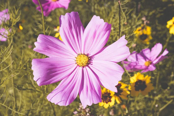 Arrangement Gros Plan Violet Cosméa Vert Jaune Fleurs Cosmos Fleurs — Photo