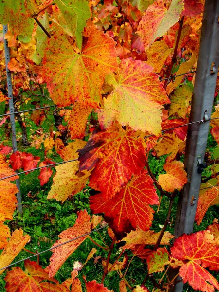 Prachtig Kleurrijk Herfstblad — Stockfoto