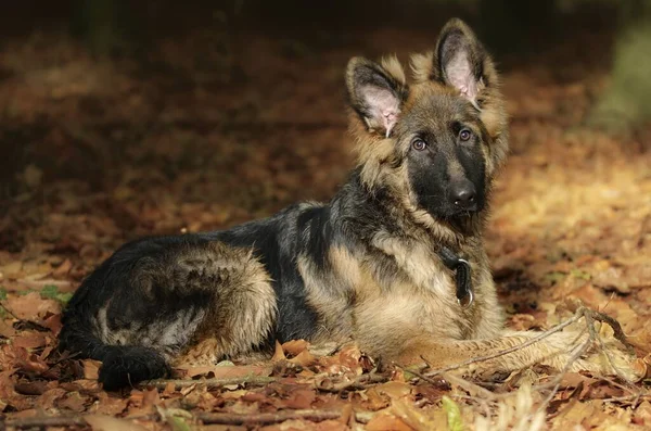Γερμανικό Τσοπανόσκυλο Στο Δάσος — Φωτογραφία Αρχείου