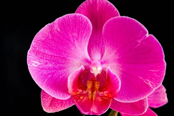 Różowa Orchidea Żółtymi Odcieniami Odizolowanymi Kolorze Czarnym — Zdjęcie stockowe