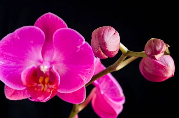 Pączek Różowej Orchidei Żółtymi Odcieniami Wyizolowanymi Kolorze Czarnym — Zdjęcie stockowe