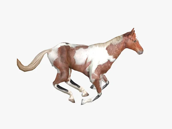 Pferdezeichnung Isoliert Auf Weiß — Stockfoto