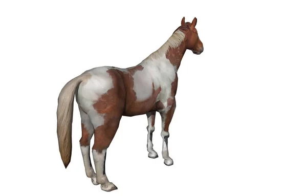 Малюнок Коня Ізольовано Білому — стокове фото
