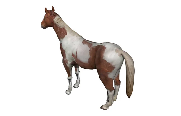 Dibujo Caballo Aislado Blanco — Foto de Stock