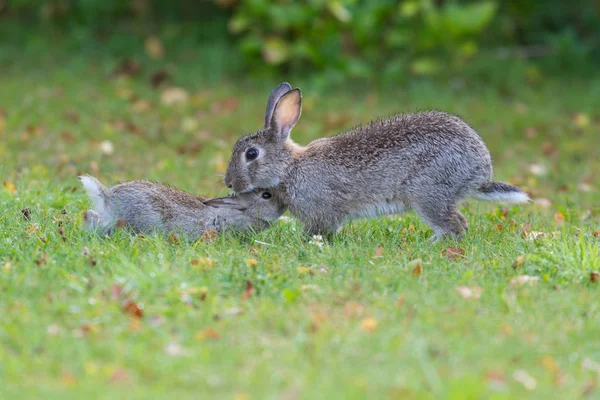 Kanin Familj Gräs — Stockfoto