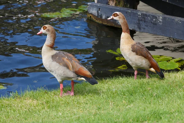 Scenic View Goose Bird Nature — Stock Photo, Image