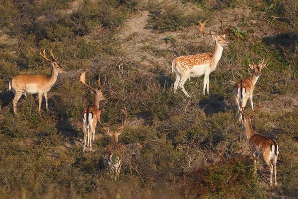 Ciervos Barbecho Naturaleza Fauna —  Fotos de Stock