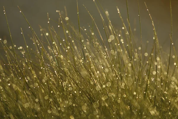 Marram Grass Nature Flora — Stock Photo, Image