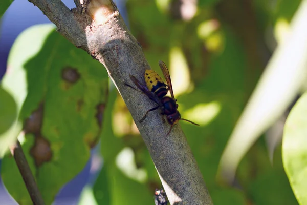 Hornet Lilac — Stock Photo, Image