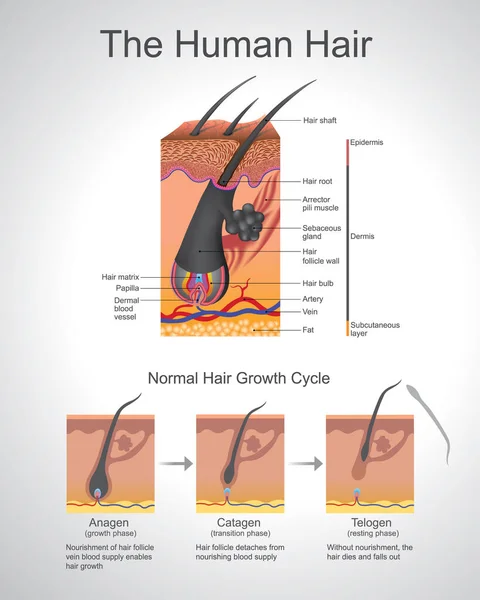 Hair Follows Specific Growth Cycle Three Distinct Concurrent Phases Anagen — Stock Photo, Image