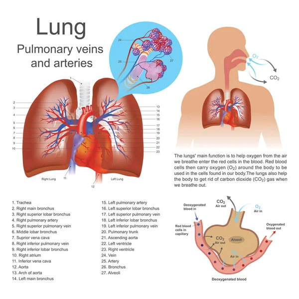 The lungs are the primary organs of respiration in humans and many other animals including a few fish and some snails. In mammals and most other vertebrates, two lungs are located near the backbone on either side of the heart.