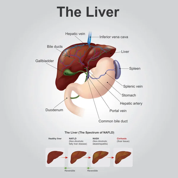 肝臓は 失われた組織の自然再生が可能な唯一の人間の内部器官であり 肝臓のわずか25 が肝臓全体に再生することができます しかしながら これは本当の再生ではなく 哺乳類の補償成長です — ストック写真