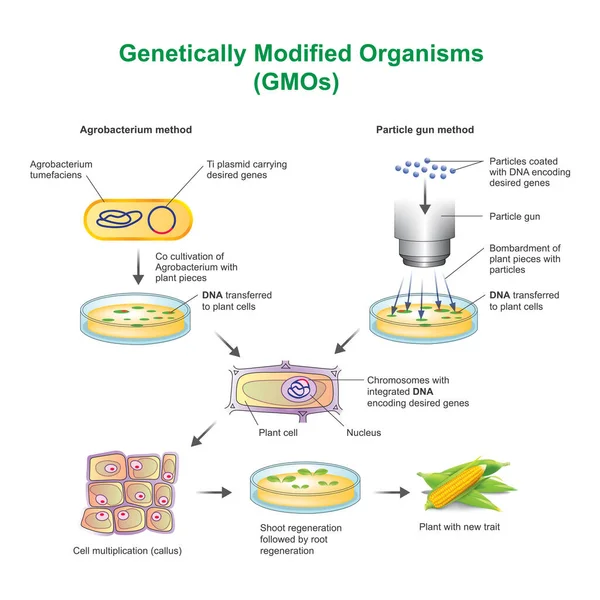 A genetically modified organism (GMO) is an organism or microorganism whose genetic material has been altered to contain a segment of DNA from another organism.