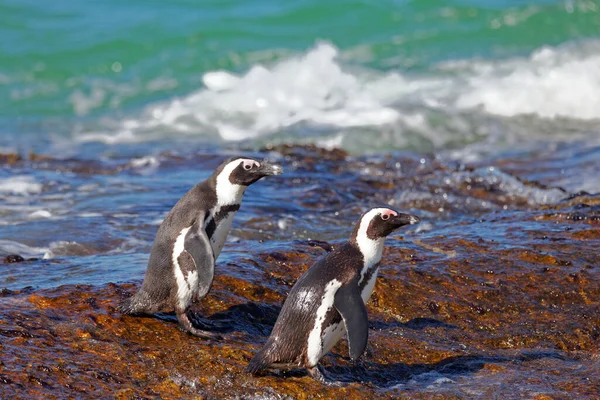 Brillenpinguine Boulders Beach — Stockfoto