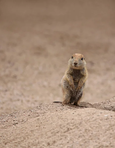 Young Prairie Dog Cynomys Ludovicianus — Stock Photo, Image