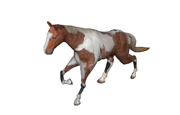 Horse Drawing Isolated White — Stock Photo, Image
