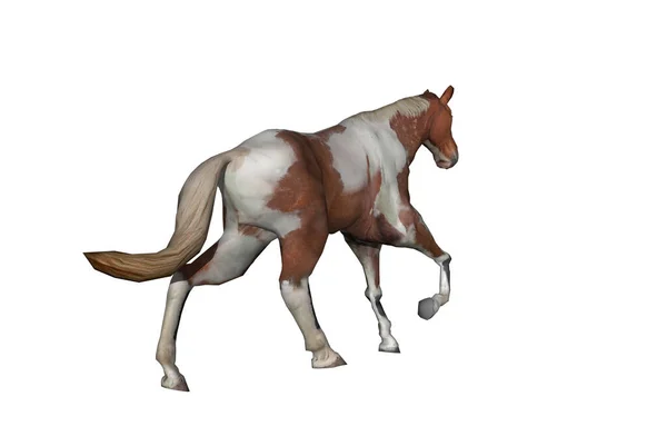 Dibujo Caballo Aislado Blanco — Foto de Stock