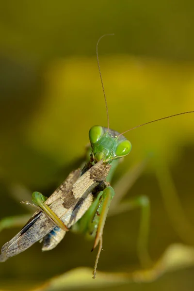 Kvalsterinsekter Rovinsekter — Stockfoto