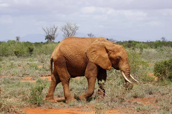 Elefántok Kelet Kenyában — Stock Fotó