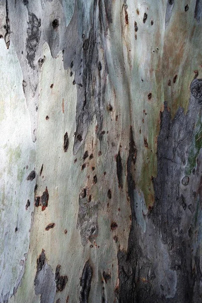 Tree Trunk Bark Wooden Lumber — Stock Photo, Image