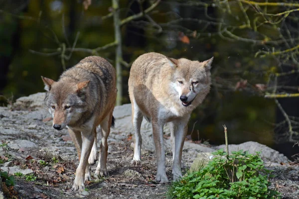 Skupina Divoké Červené Lišky Canis Lupus — Stock fotografie