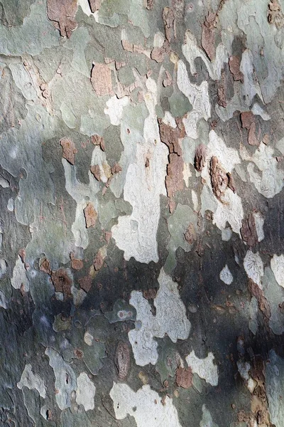 Écorce Arbre Bois Naturel Texturé — Photo