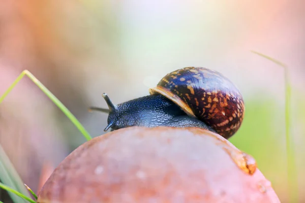 Leccinum Gräs Med Snigel Grunt Skärpedjup — Stockfoto