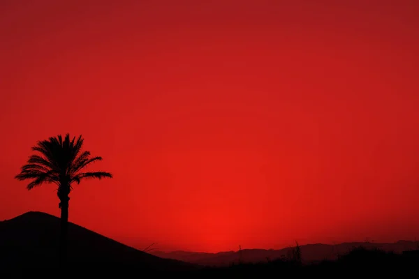 Czerwony Andaluzyjski Zachód Słońca Sylwetką Palmy Góry — Zdjęcie stockowe