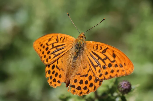 Manteau Macro Impérial Argynnis Paphia — Photo