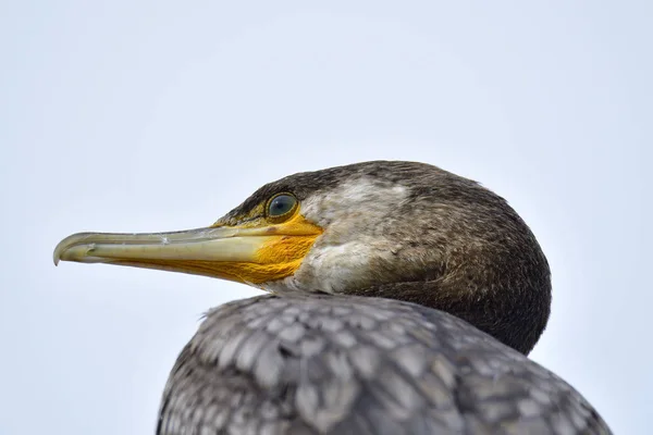 Cormoran Sur Mer Baltique Automne — Photo