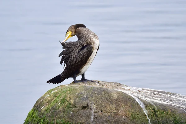 Cormoran Sur Mer Baltique Automne — Photo