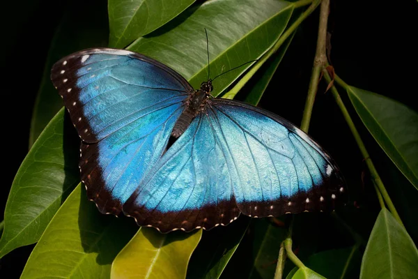 Primer Plano Error Naturaleza Salvaje — Foto de Stock