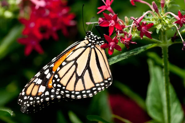 Vista Primer Plano Hermosa Mariposa Colorida — Foto de Stock