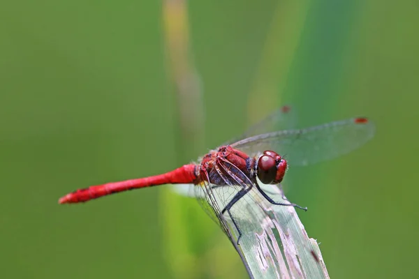 Detailní Makro Pohled Hmyz Vážky — Stock fotografie