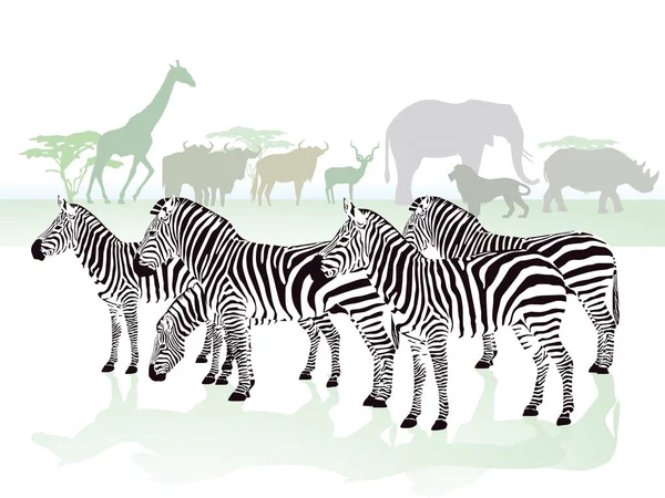Preto Branco Zebra Animal Mamífero — Fotografia de Stock