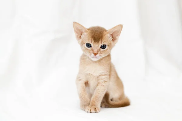 Abissínio Gatinho Cor Fawn Sentado Uma Superfície Branca Foco Cabeça — Fotografia de Stock