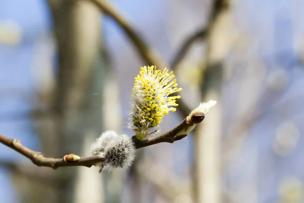 Foto Close Ramos Salgueiro Com Botões Macios Floridos Primavera — Fotografia de Stock