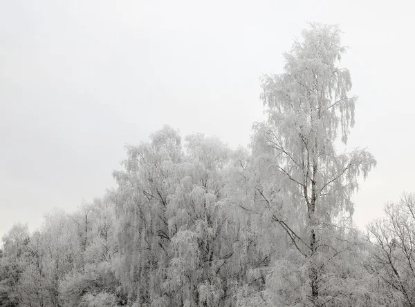 Иней Снег Ветвях Березы Покрывающие Стволы Просмотра Фото Крупным Планом — стоковое фото