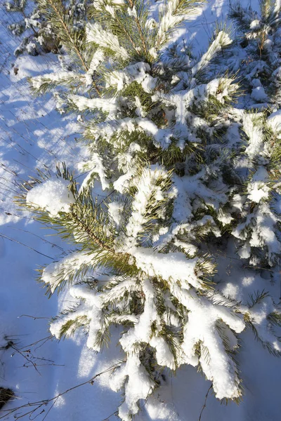 小さな雪の後に撮影された自然の姿を — ストック写真