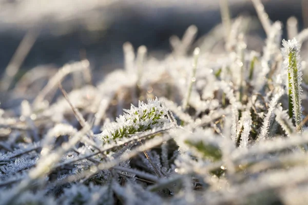 Mooie Heldere Zonlicht Kristallen Vorst Groen Gras Stengels Een Weide — Stockfoto