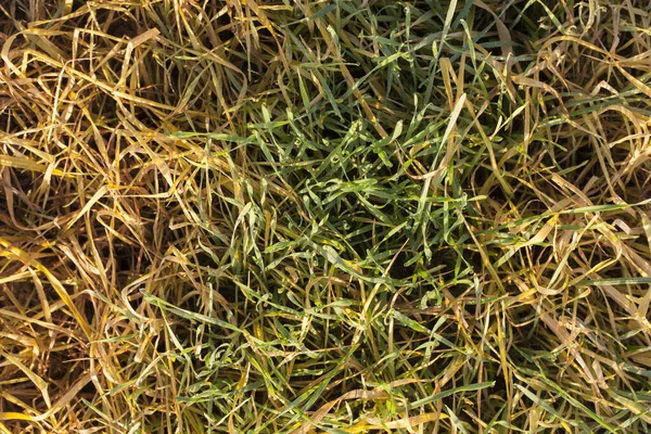 Vergilbte Und Grüne Sprossen Von Weizen Die Nach Der Ernte — Stockfoto
